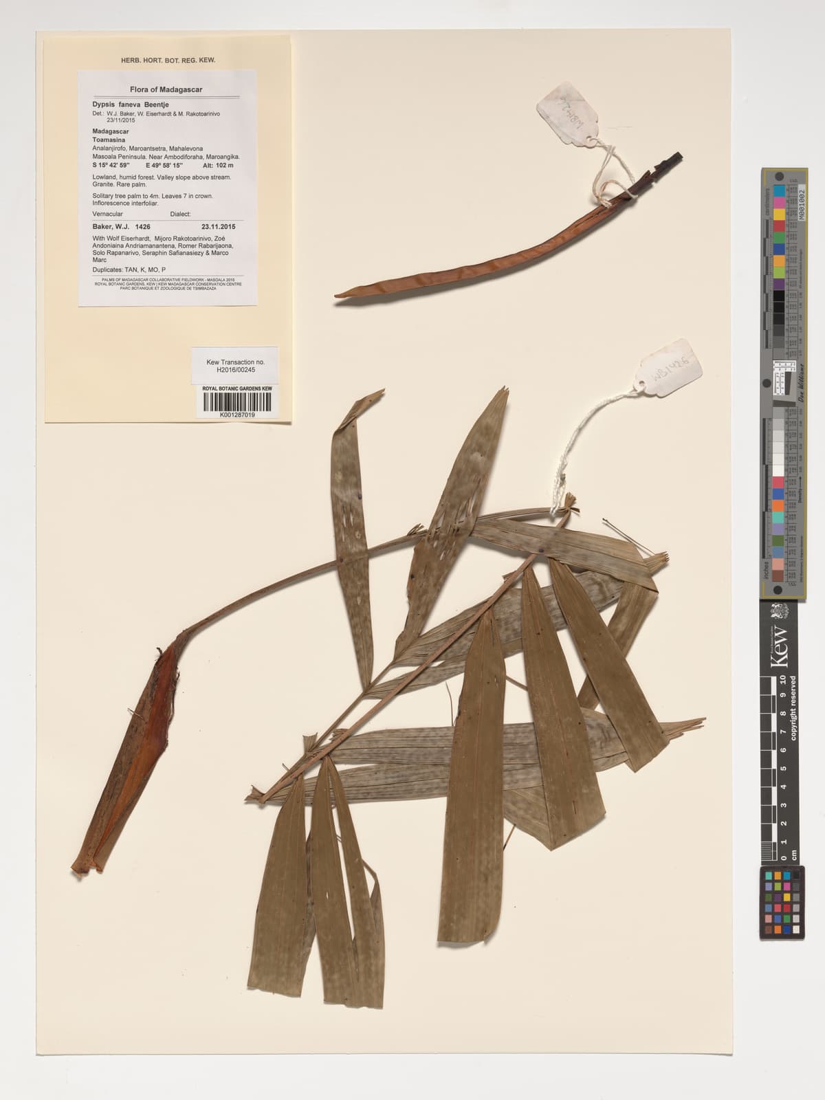 Botanical specimen of Dypsis Faneva.
