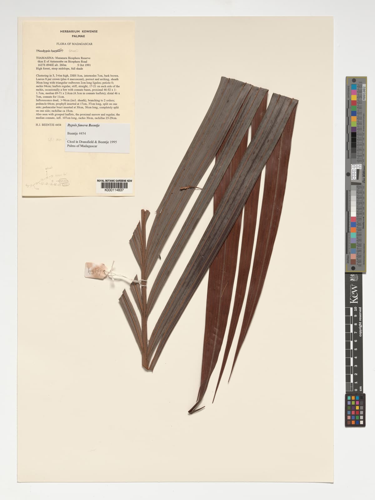 Botanical specimen of Dypsis Faneva.