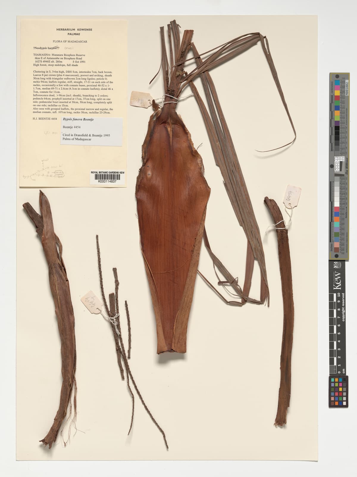 Botanical specimen of Dypsis Faneva.