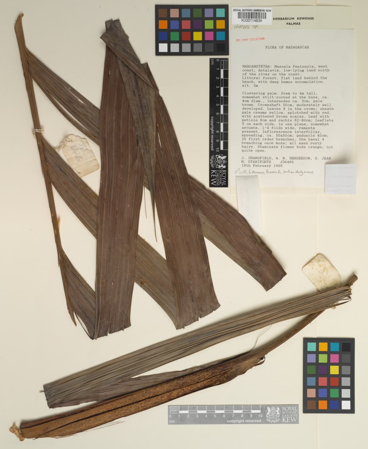 Botanical specimen of Dypsis Faneva.