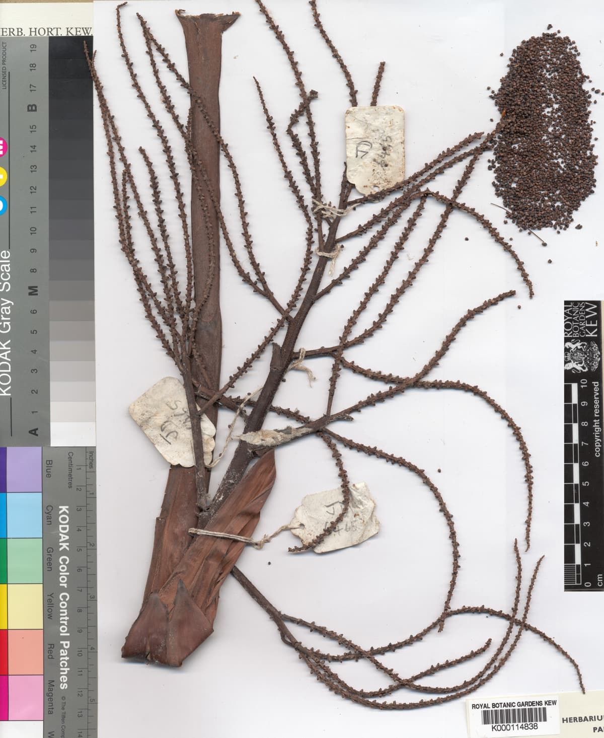 Botanical specimen of Dypsis Faneva.