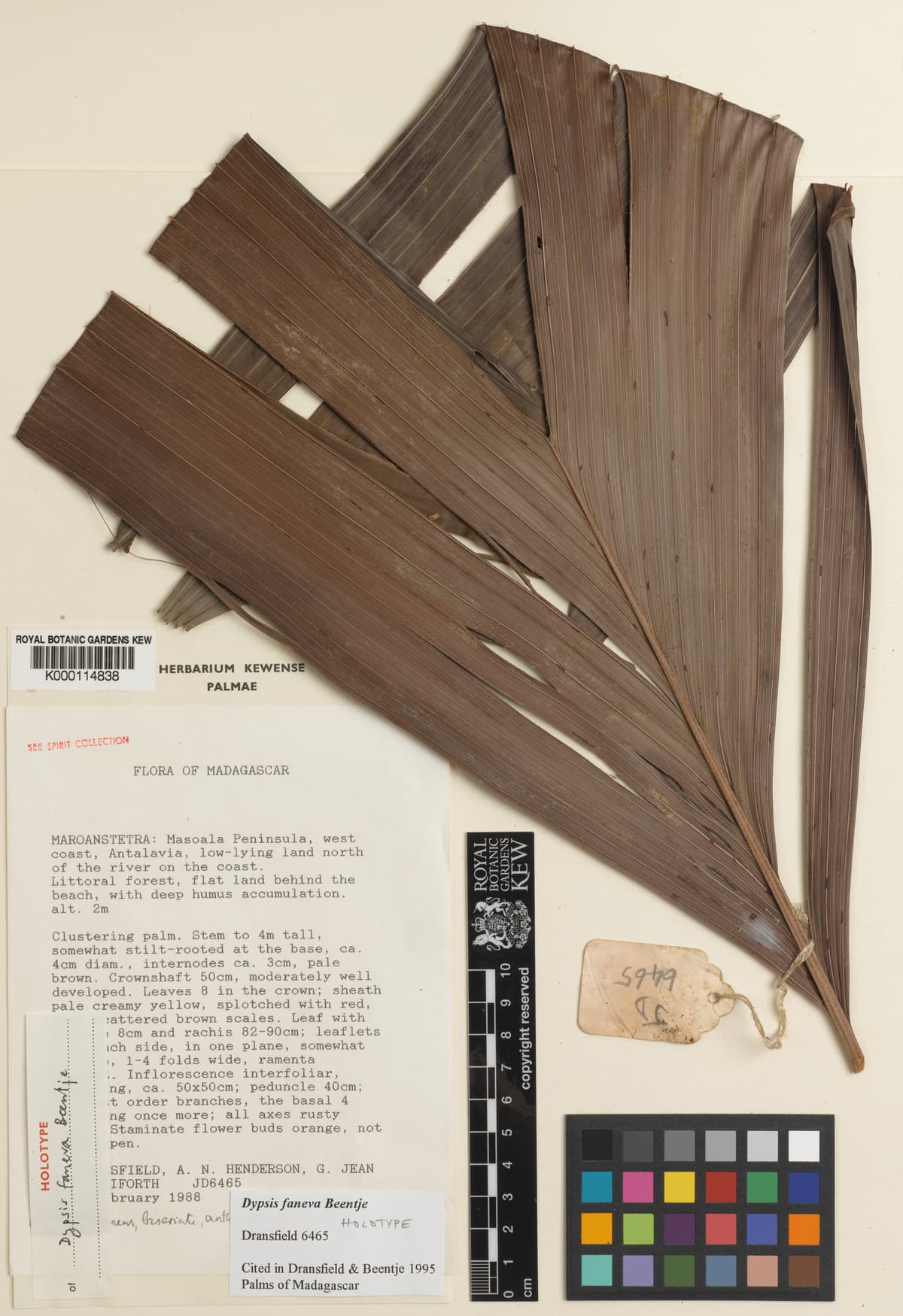 Botanical specimen of Dypsis Faneva.