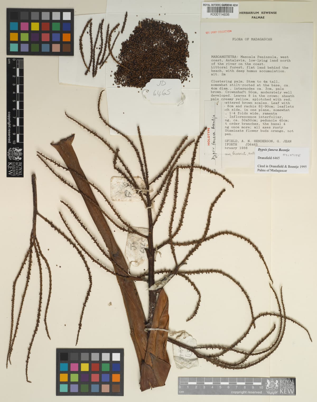 Botanical specimen of Dypsis Faneva.