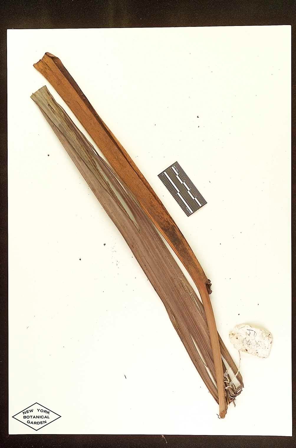 Botanical specimen of Dypsis Faneva.