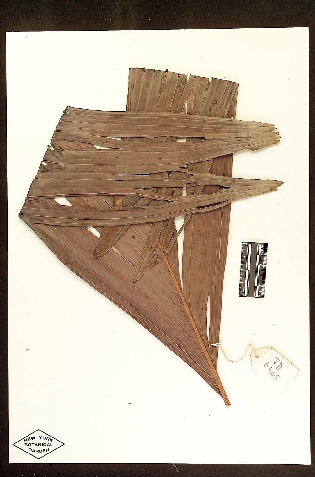 Botanical specimen of Dypsis Faneva.