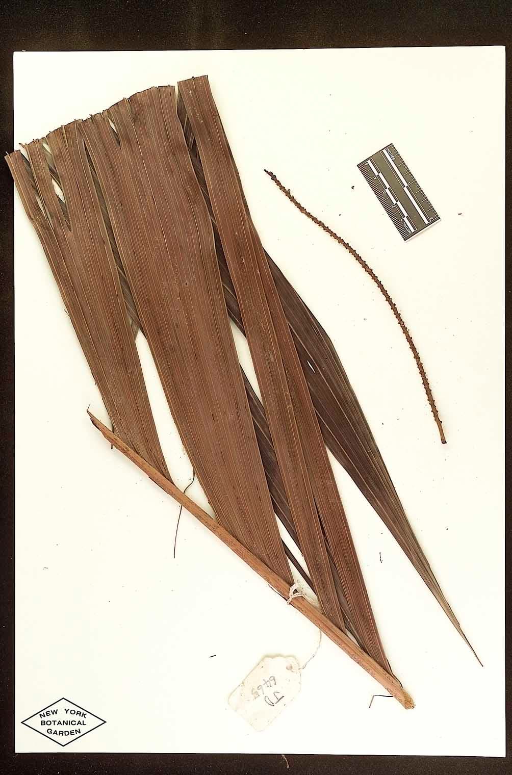 Botanical specimen of Dypsis Faneva.