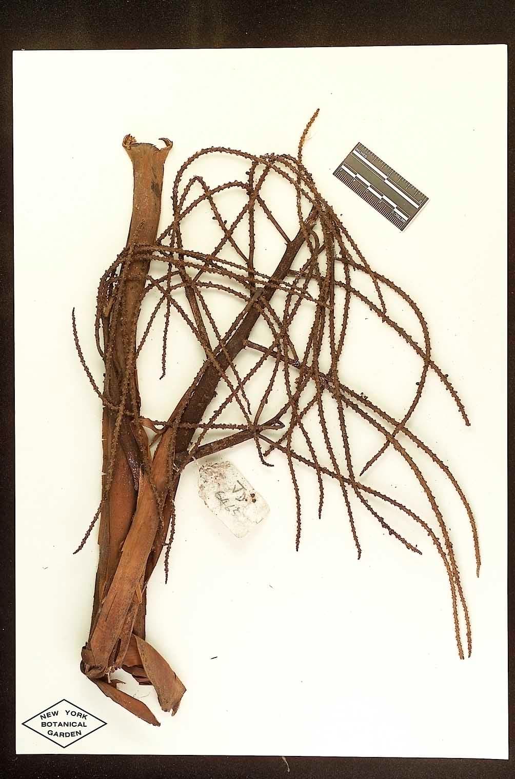 Botanical specimen of Dypsis Faneva.