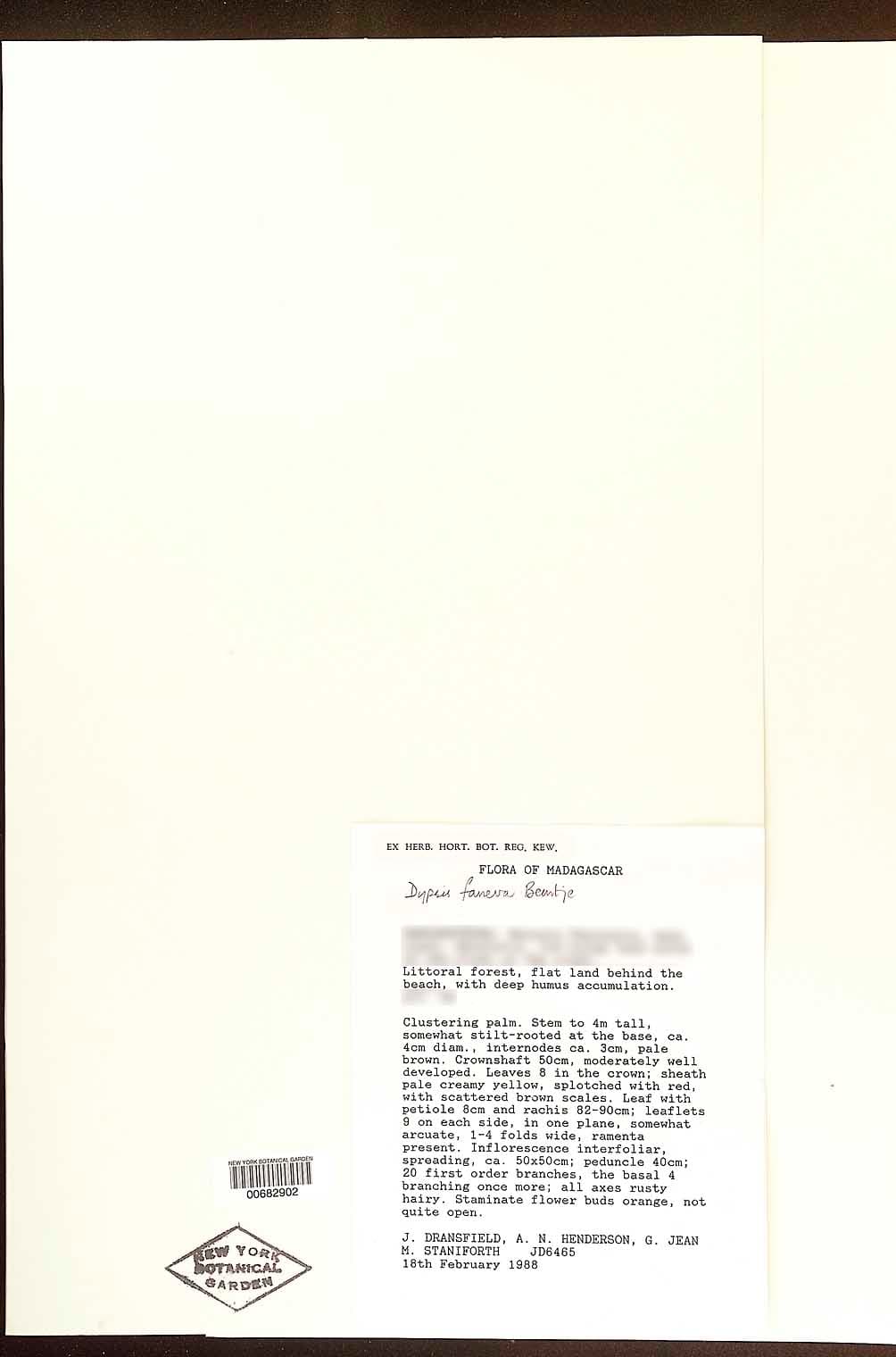 Botanical specimen of Dypsis Faneva.