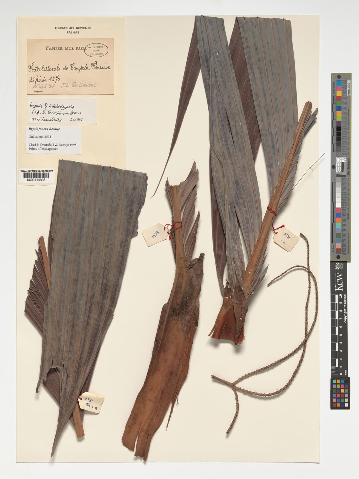 Botanical specimen of Dypsis Faneva.