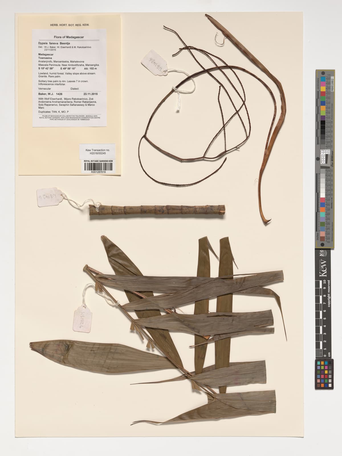 Botanical specimen of Dypsis Faneva.