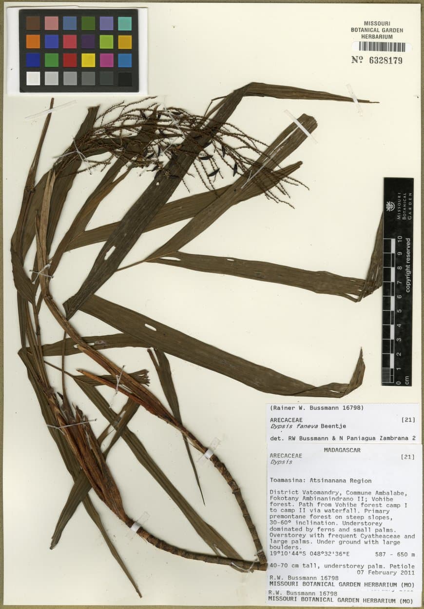 Botanical specimen of Dypsis Faneva.