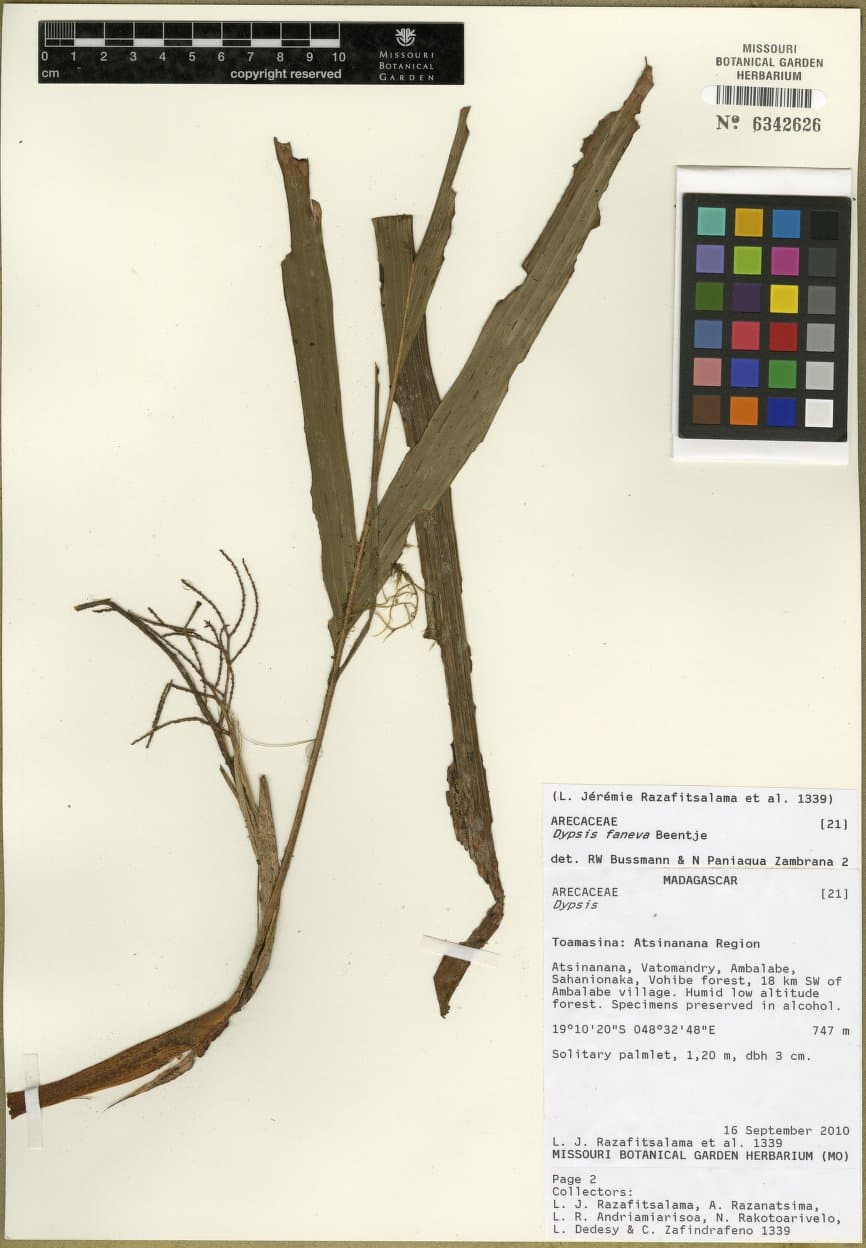 Botanical specimen of Dypsis Faneva.