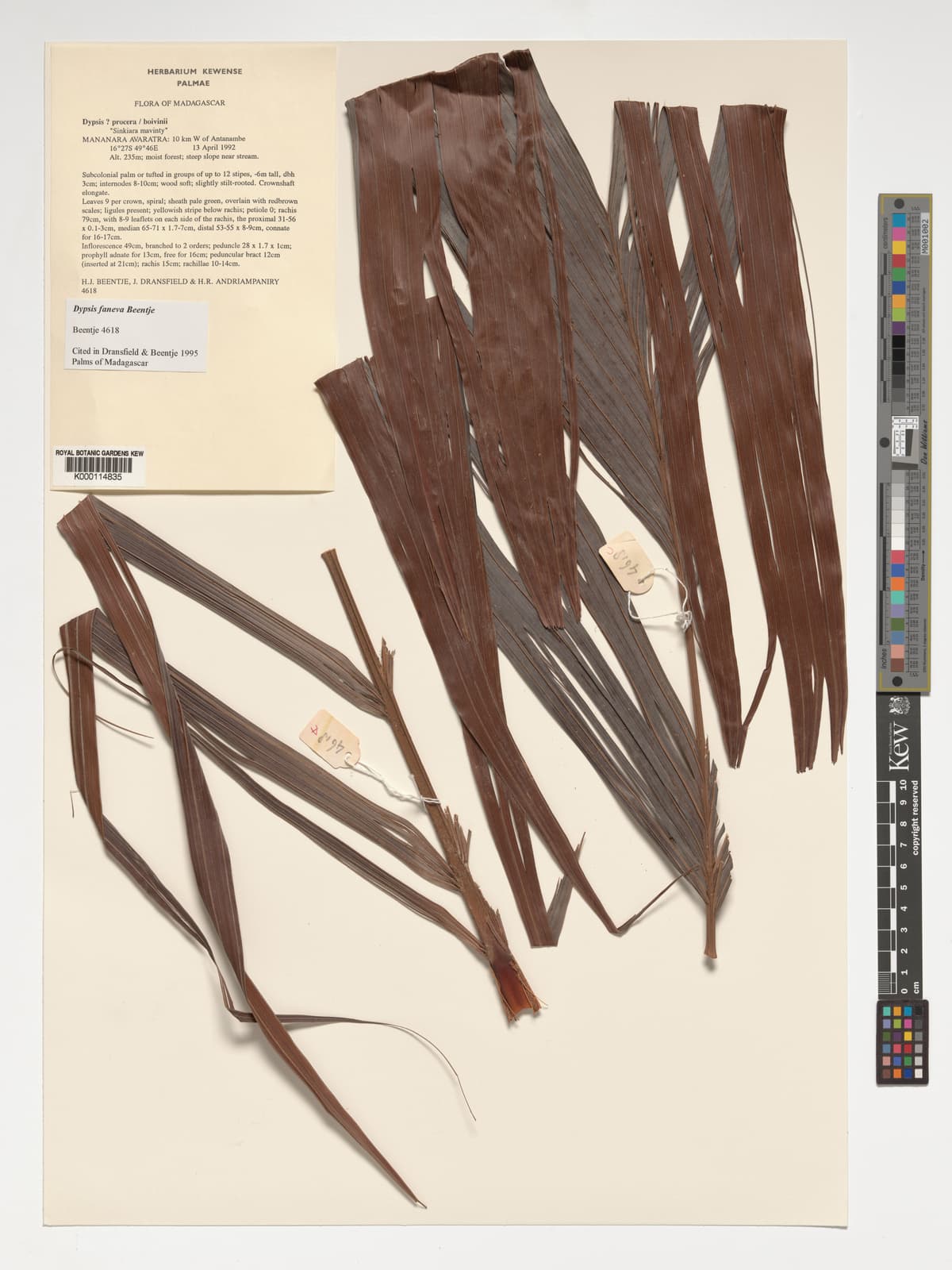 Botanical specimen of Dypsis Faneva.