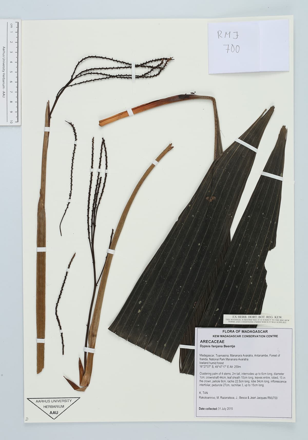 Botanical specimen of Dypsis Fanjana.