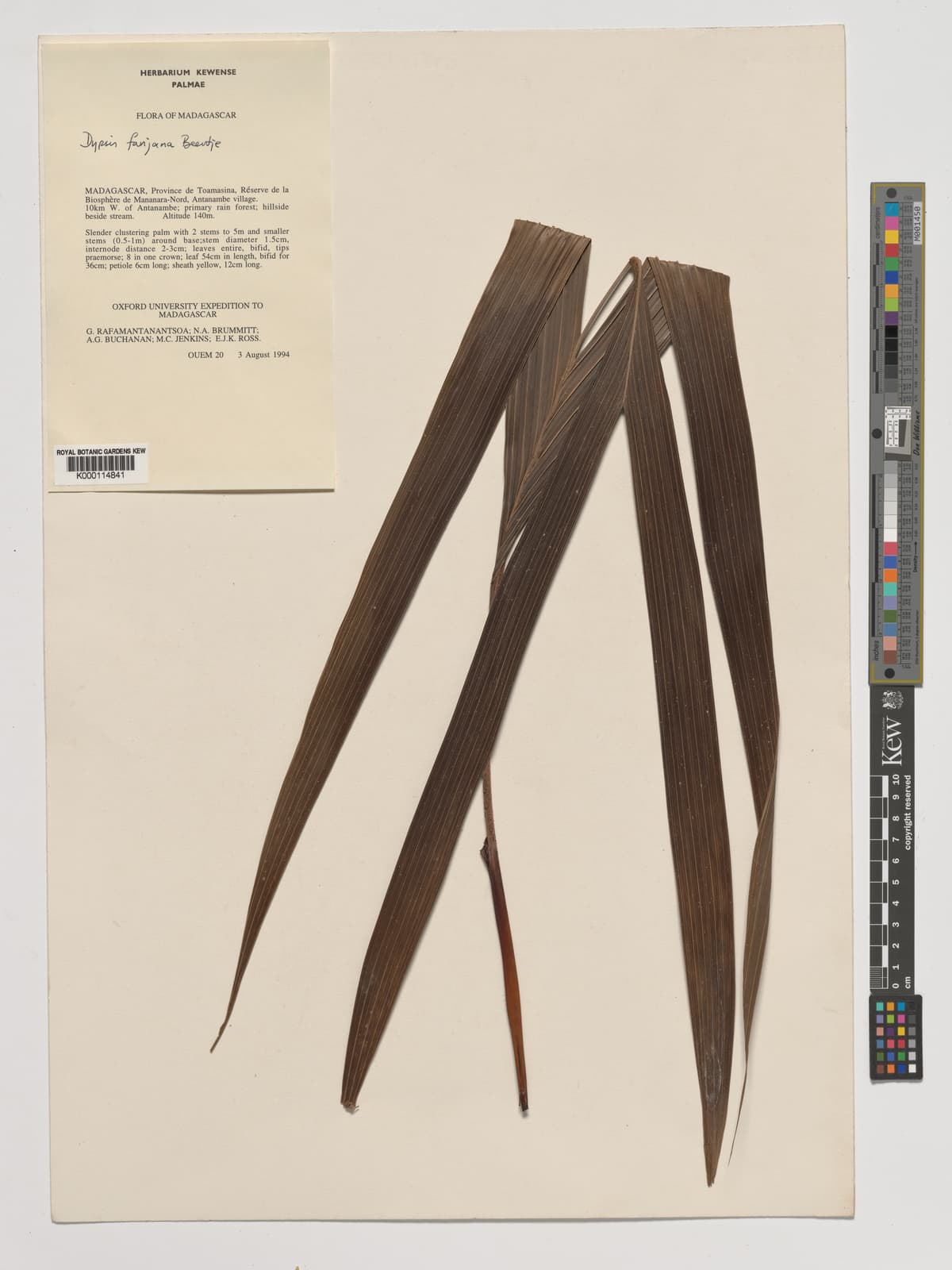 Botanical specimen of Dypsis Fanjana.