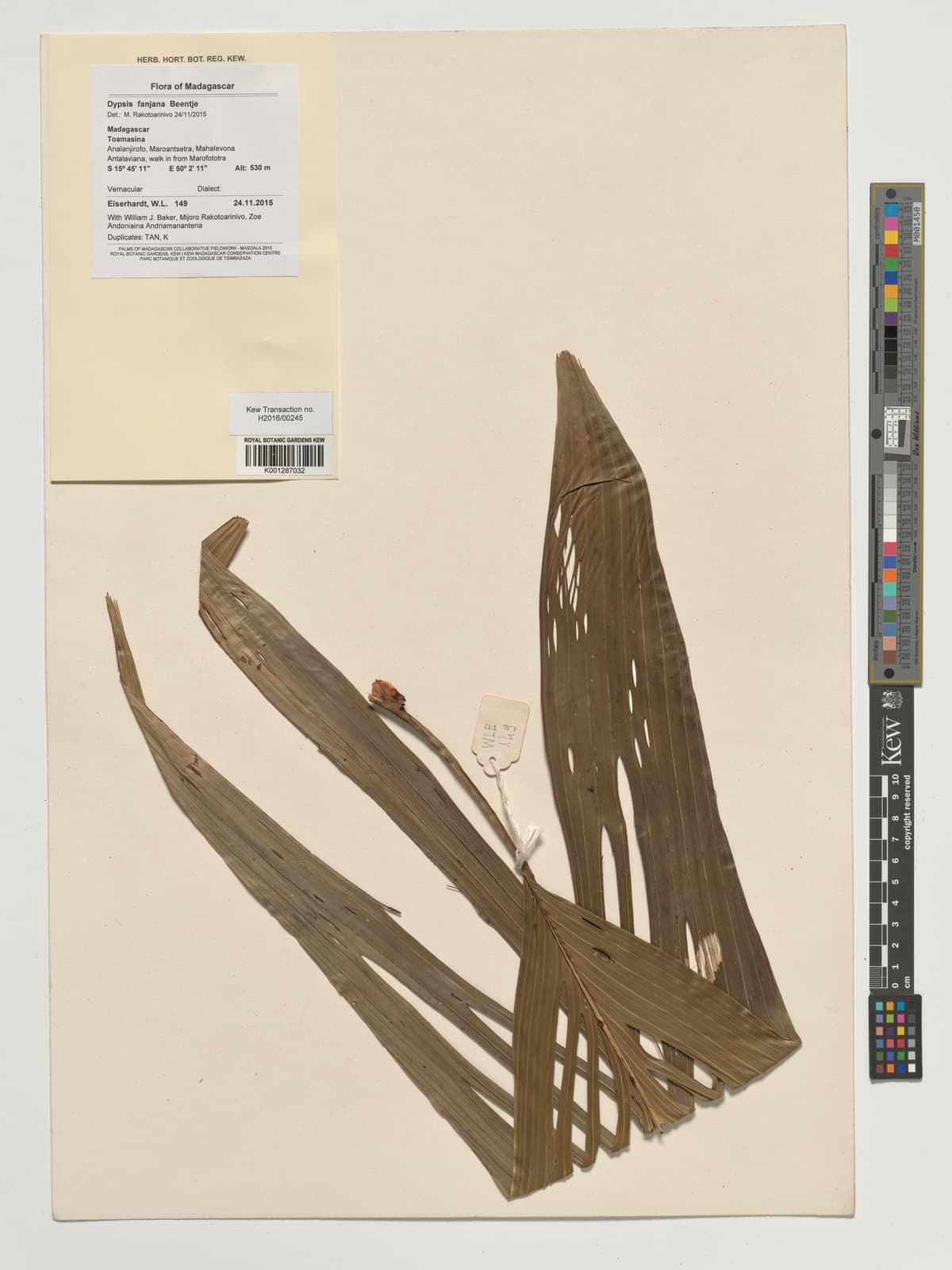 Botanical specimen of Dypsis Fanjana.