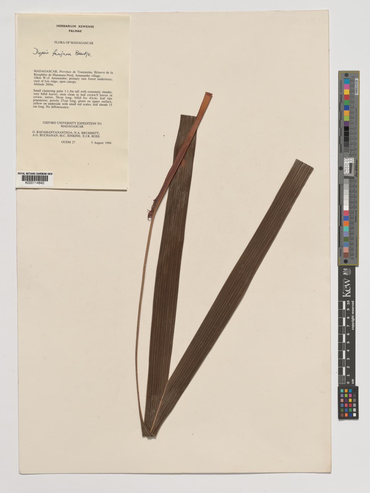Botanical specimen of Dypsis Fanjana.