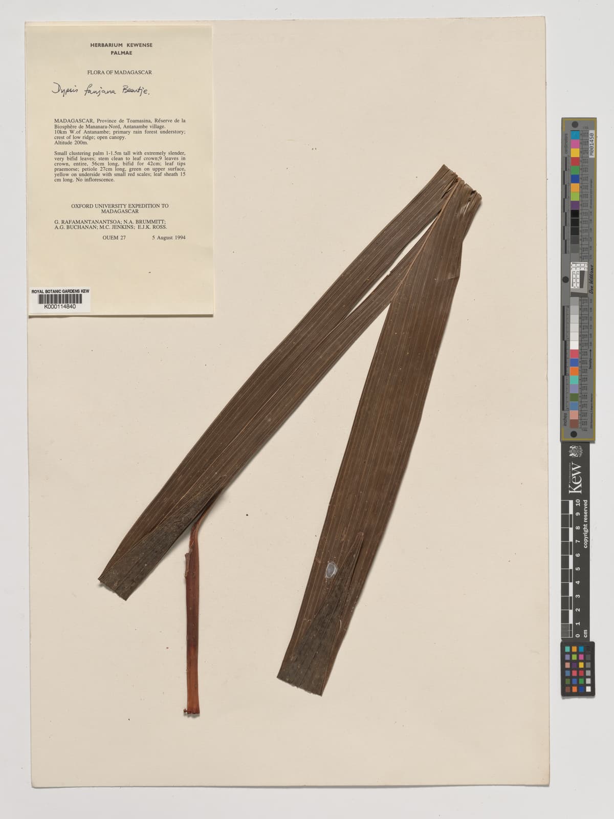 Botanical specimen of Dypsis Fanjana.