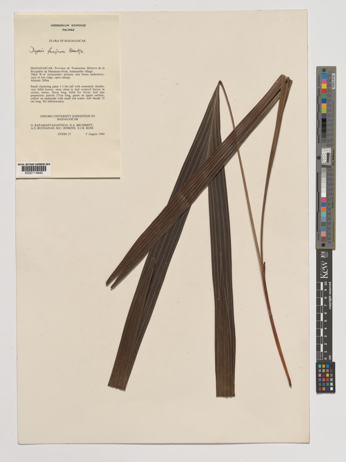 Botanical specimen of Dypsis Fanjana.
