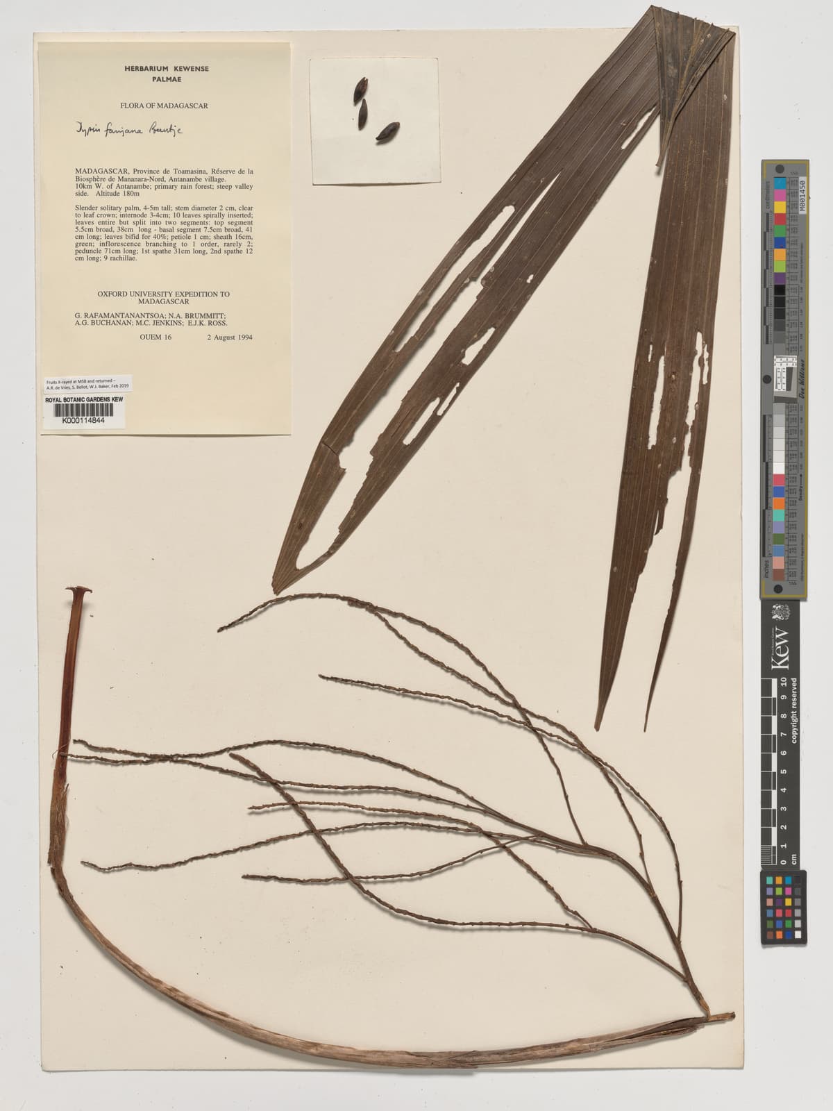 Botanical specimen of Dypsis Fanjana.