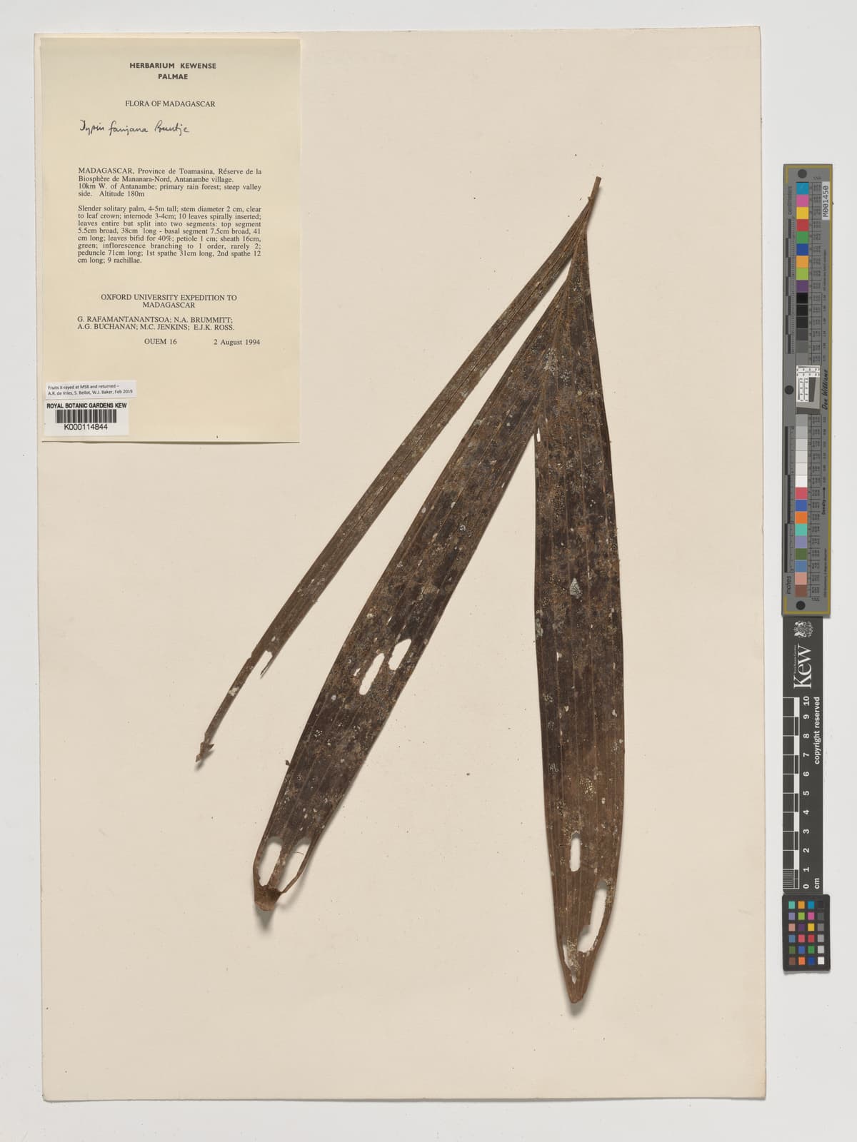 Botanical specimen of Dypsis Fanjana.