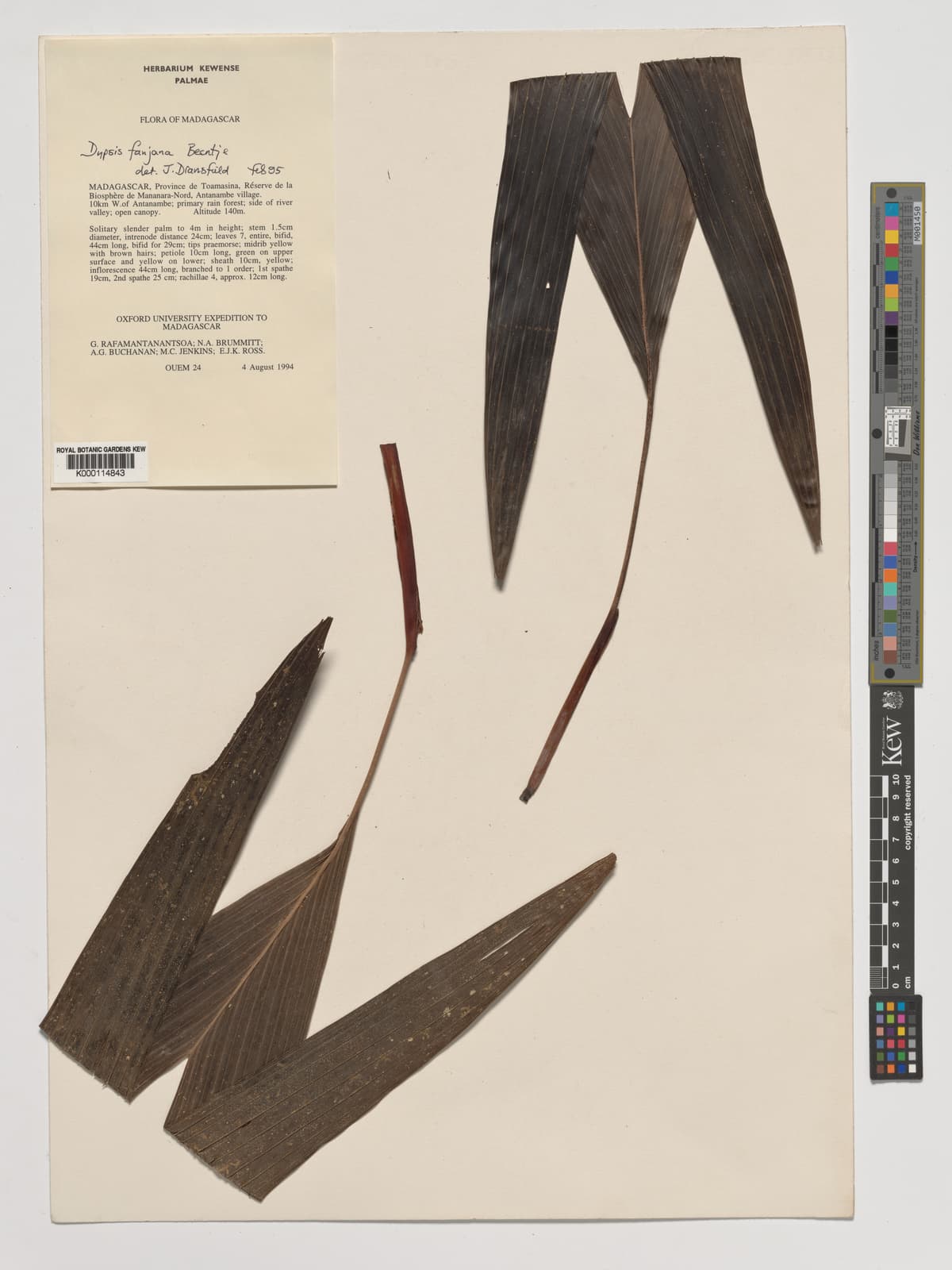 Botanical specimen of Dypsis Fanjana.