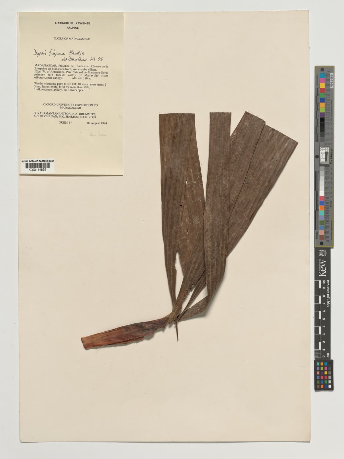 Botanical specimen of Dypsis Fanjana.