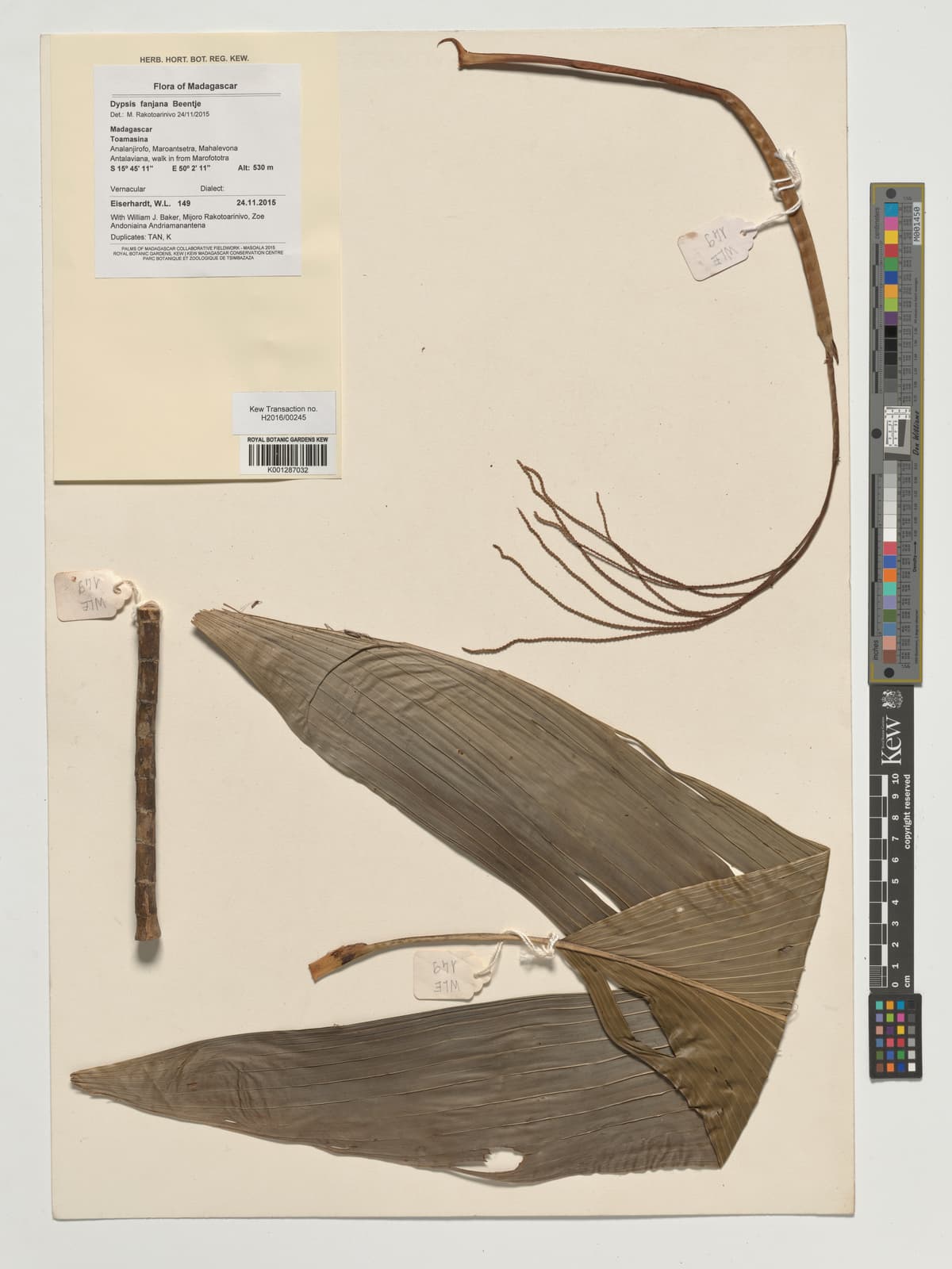 Botanical specimen of Dypsis Fanjana.