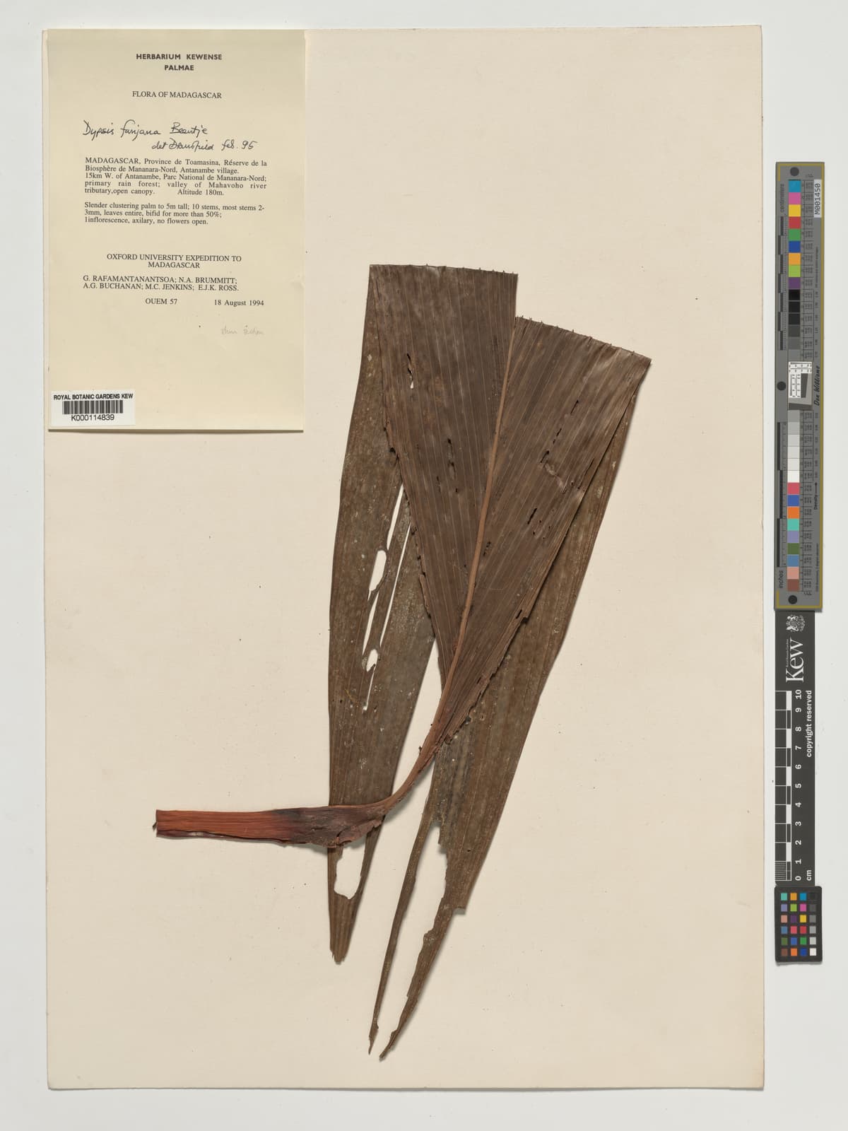 Botanical specimen of Dypsis Fanjana.