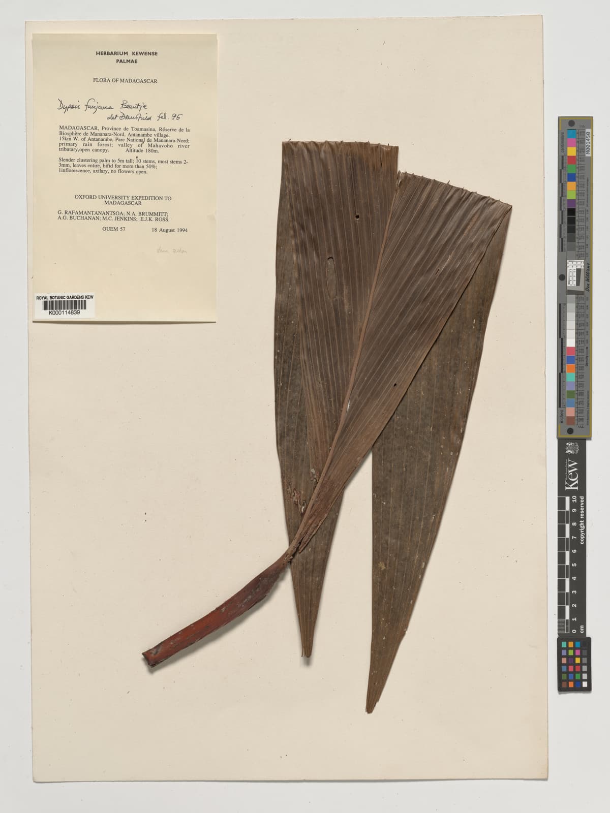 Botanical specimen of Dypsis Fanjana.