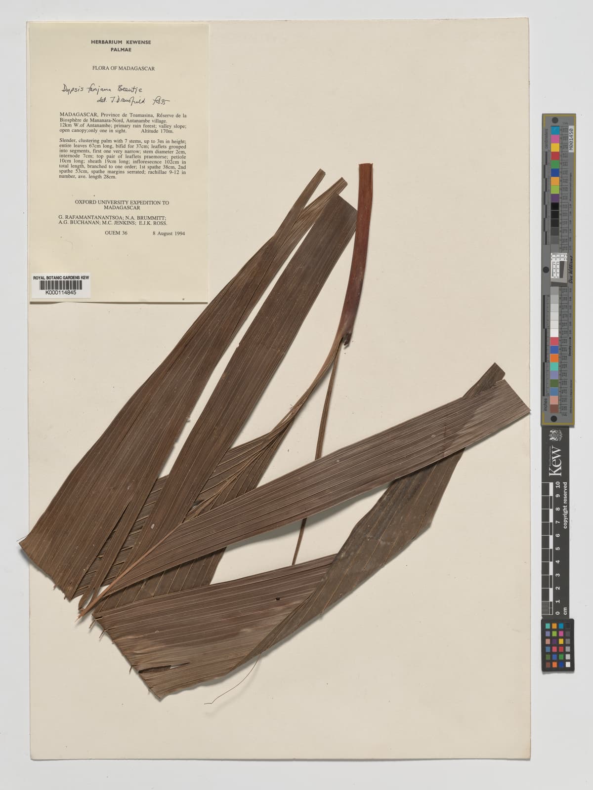 Botanical specimen of Dypsis Fanjana.
