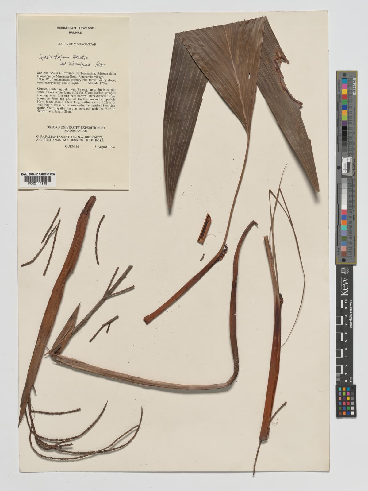 Botanical specimen of Dypsis Fanjana.
