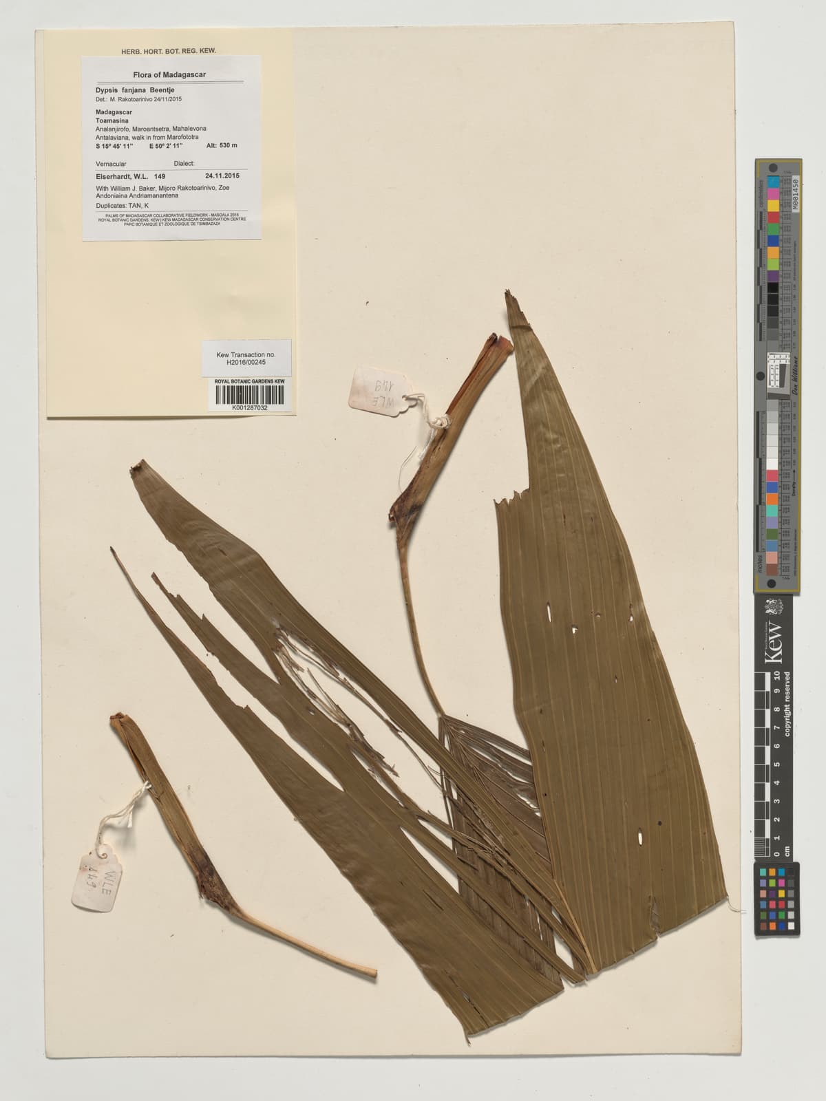 Botanical specimen of Dypsis Fanjana.