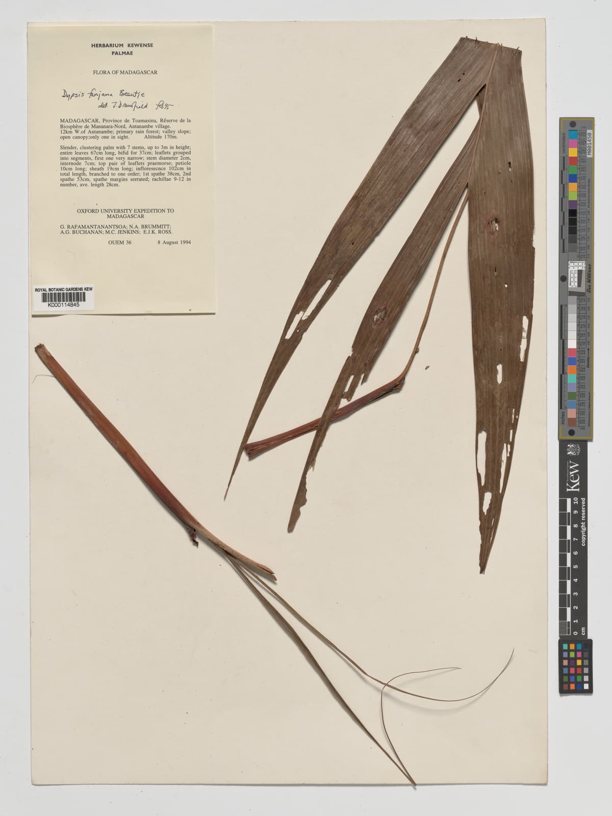 Botanical specimen of Dypsis Fanjana.