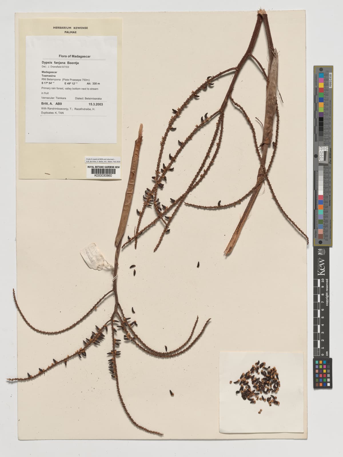 Botanical specimen of Dypsis Fanjana.