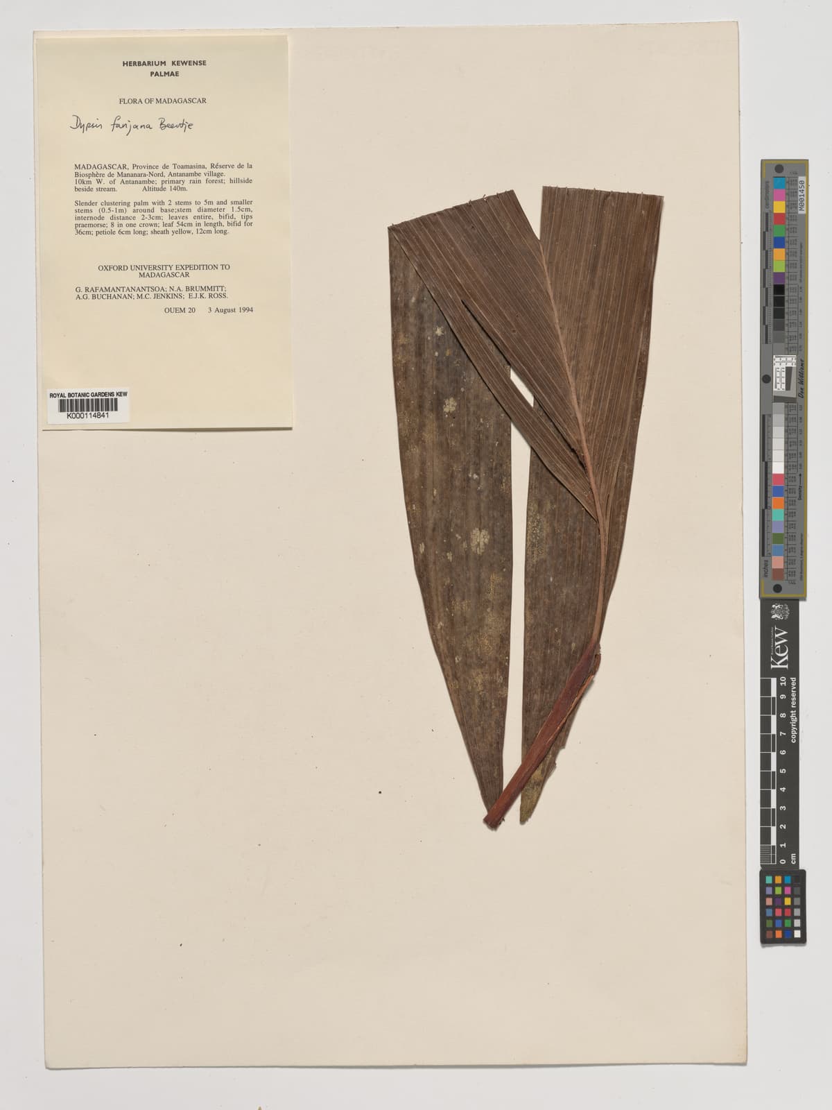 Botanical specimen of Dypsis Fanjana.