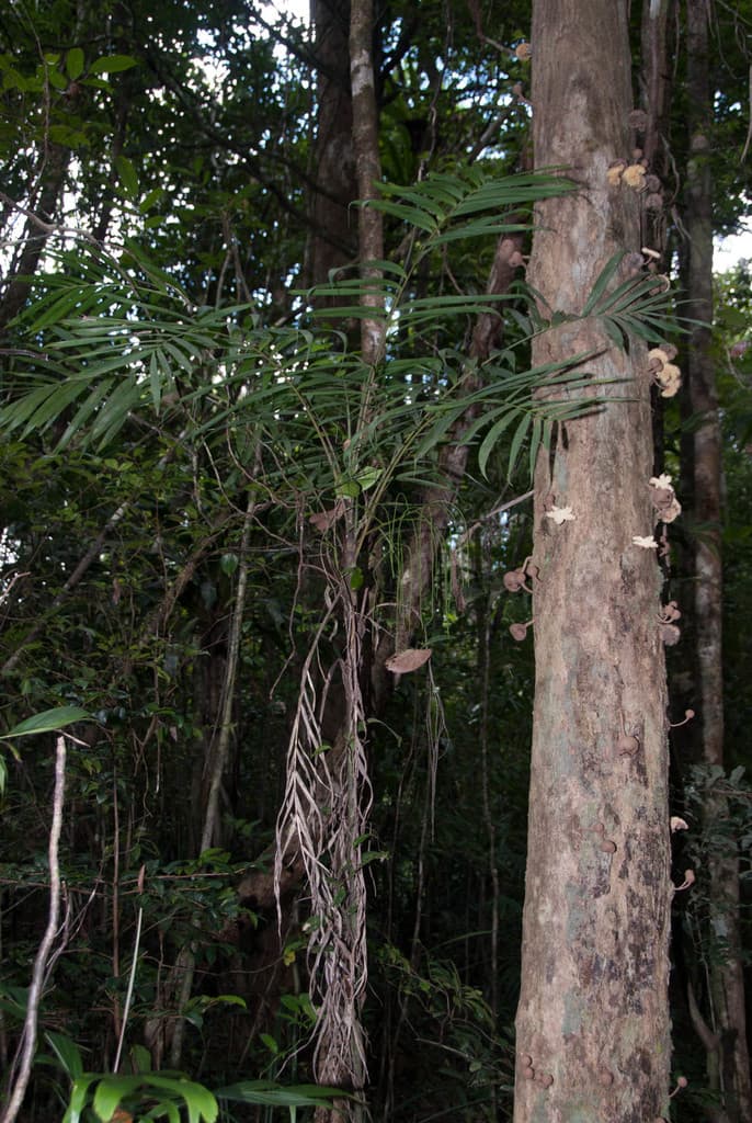 Botanical specimen of Dypsis Fasciculata.