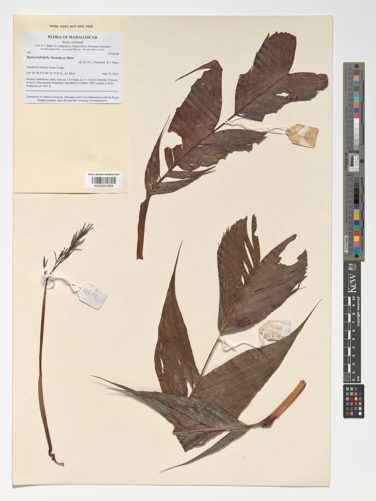 Botanical specimen of Dypsis Forficifolia.