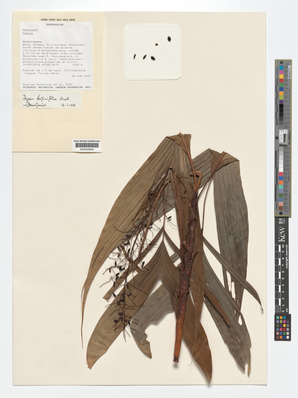 Botanical specimen of Dypsis Forficifolia.