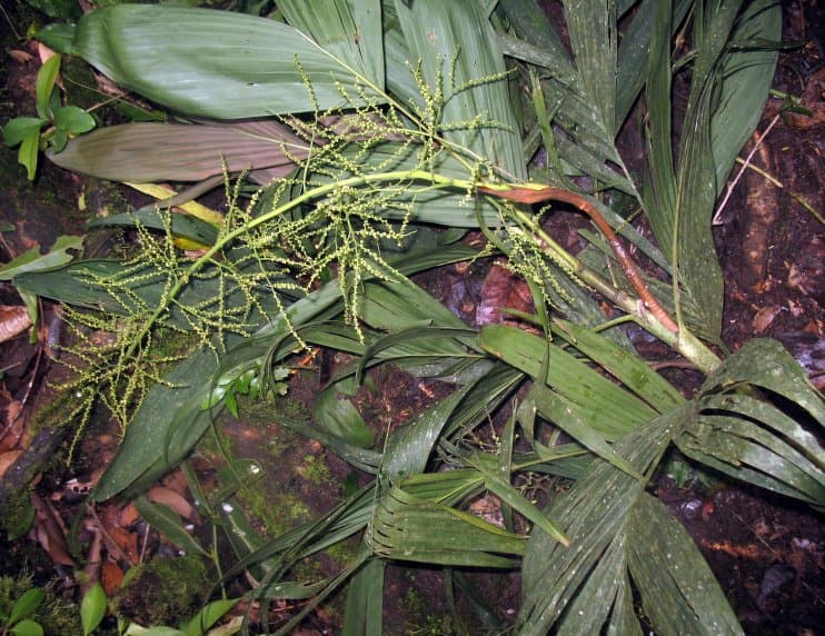 Botanical specimen of Dypsis Forficifolia.