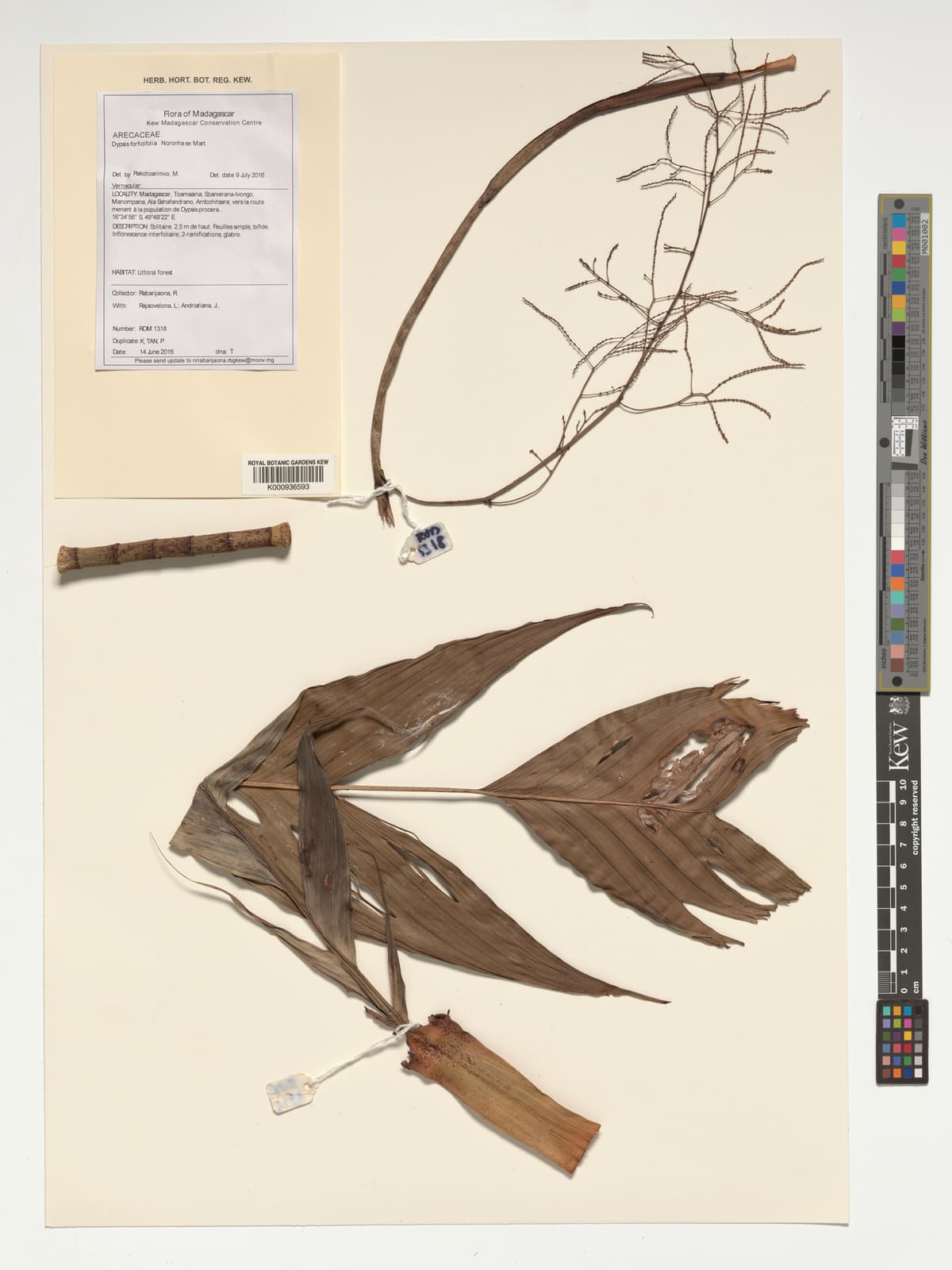Botanical specimen of Dypsis Forficifolia.