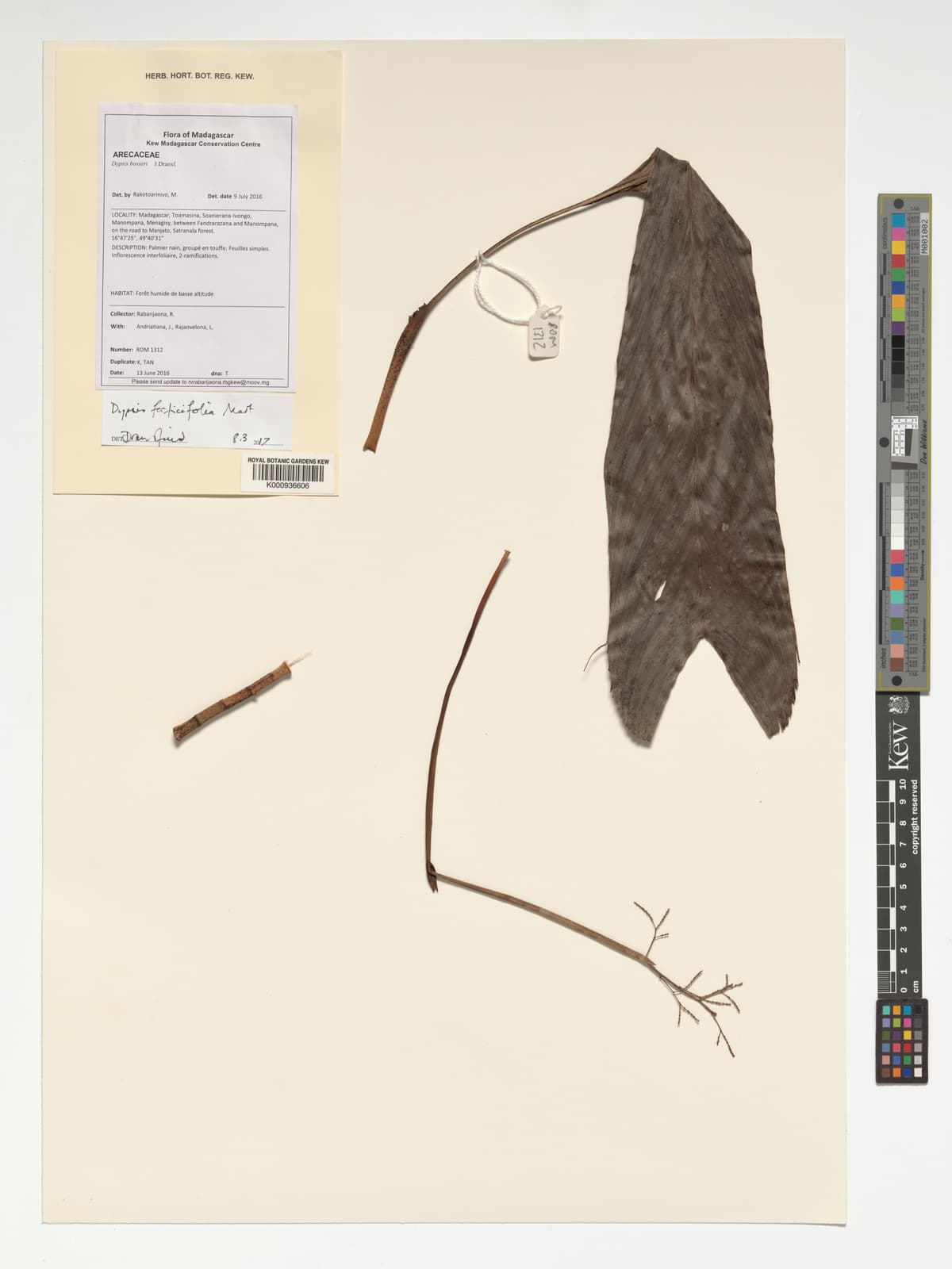 Botanical specimen of Dypsis Forficifolia.