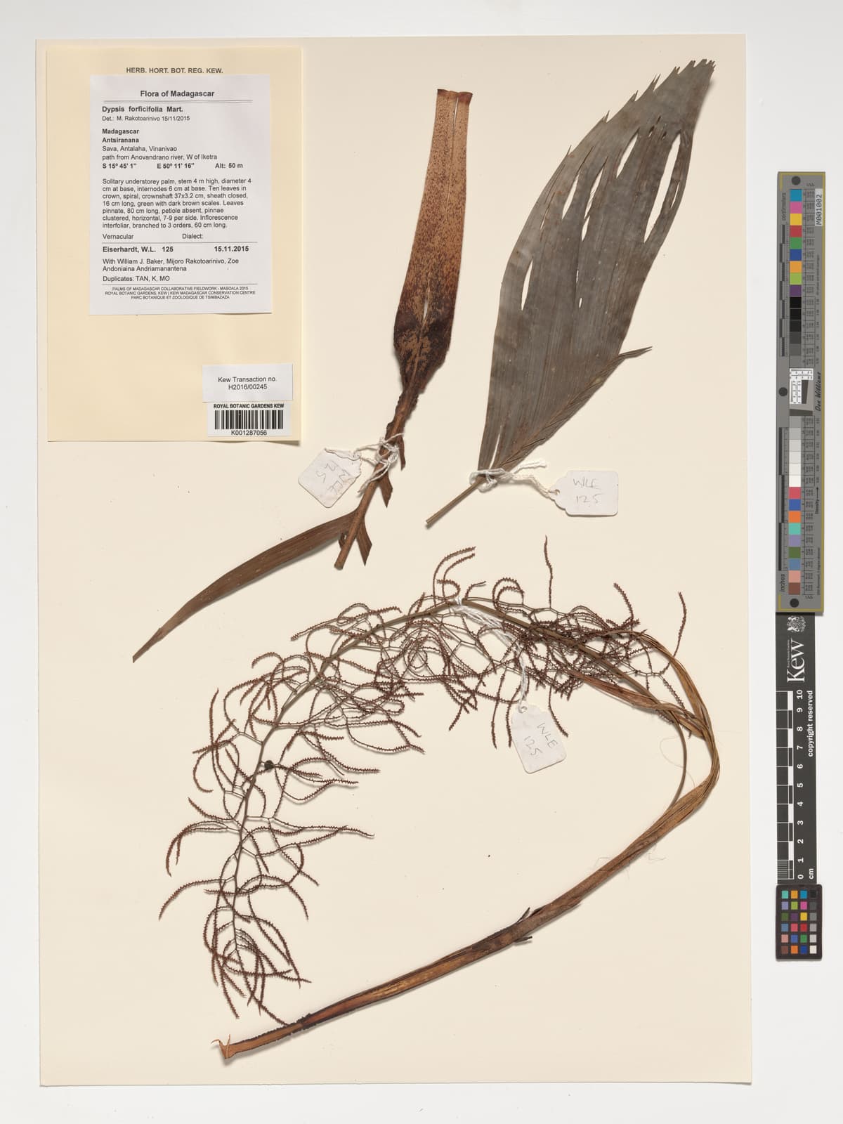 Botanical specimen of Dypsis Forficifolia.