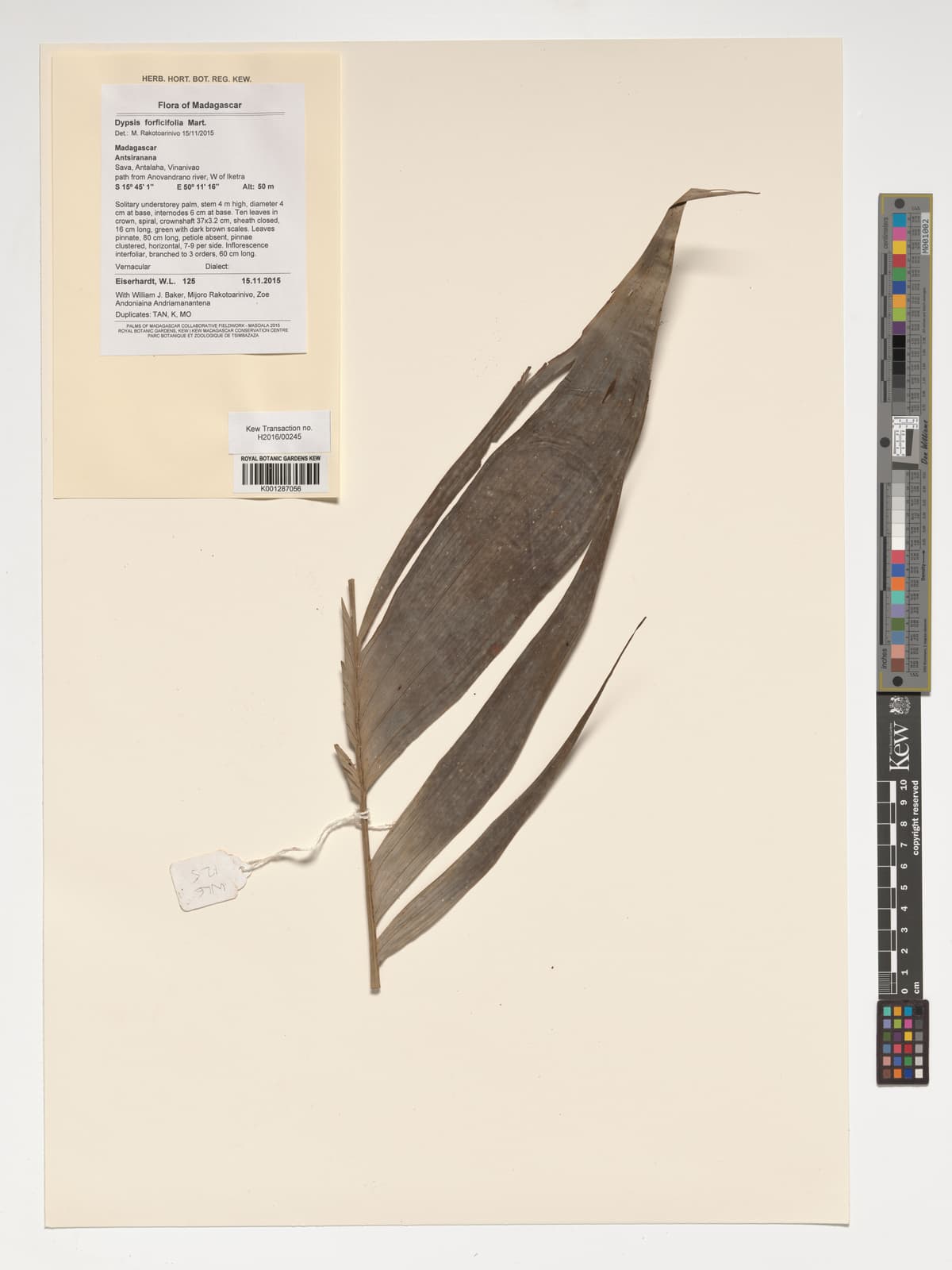 Botanical specimen of Dypsis Forficifolia.