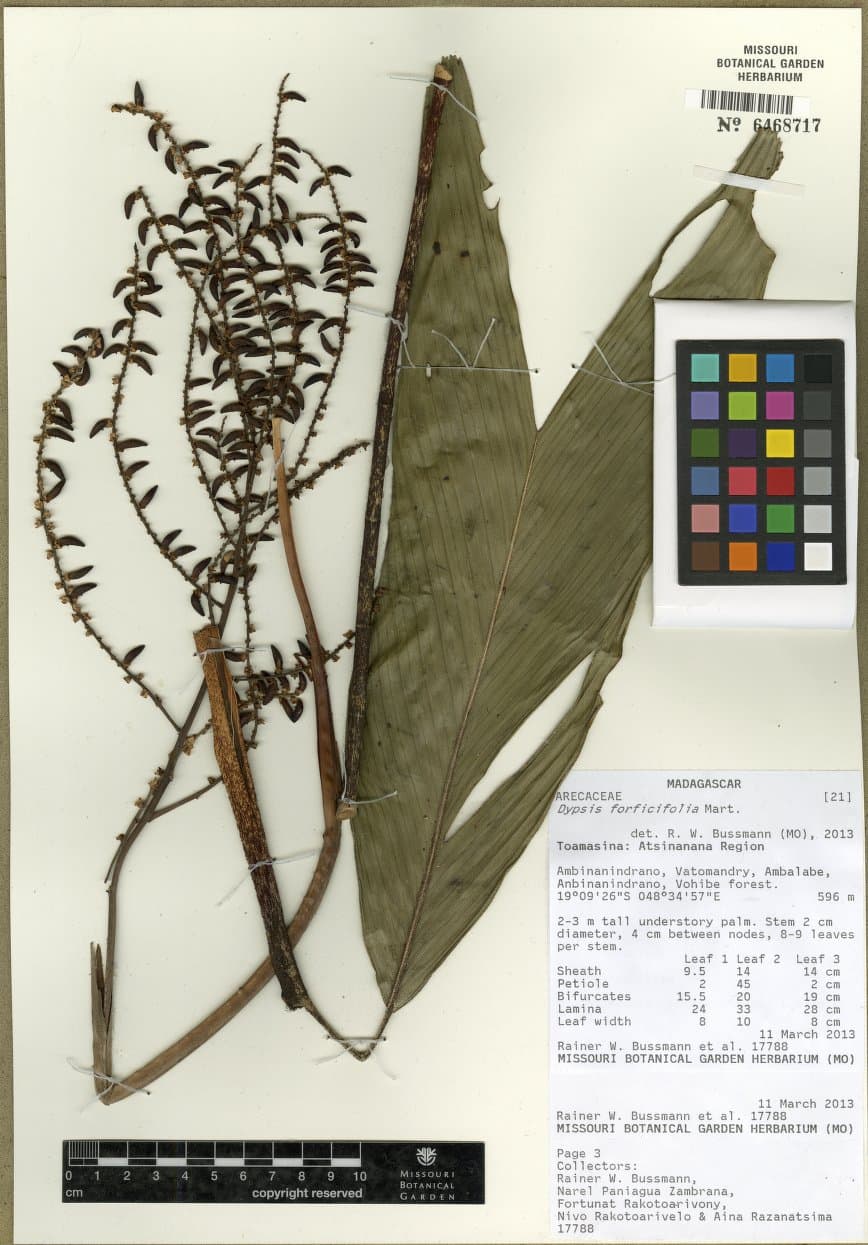 Botanical specimen of Dypsis Forficifolia.