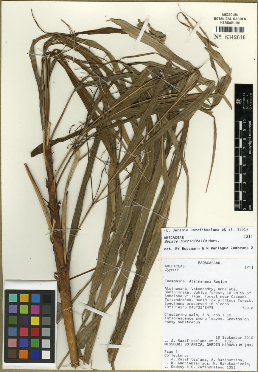 Botanical specimen of Dypsis Forficifolia.