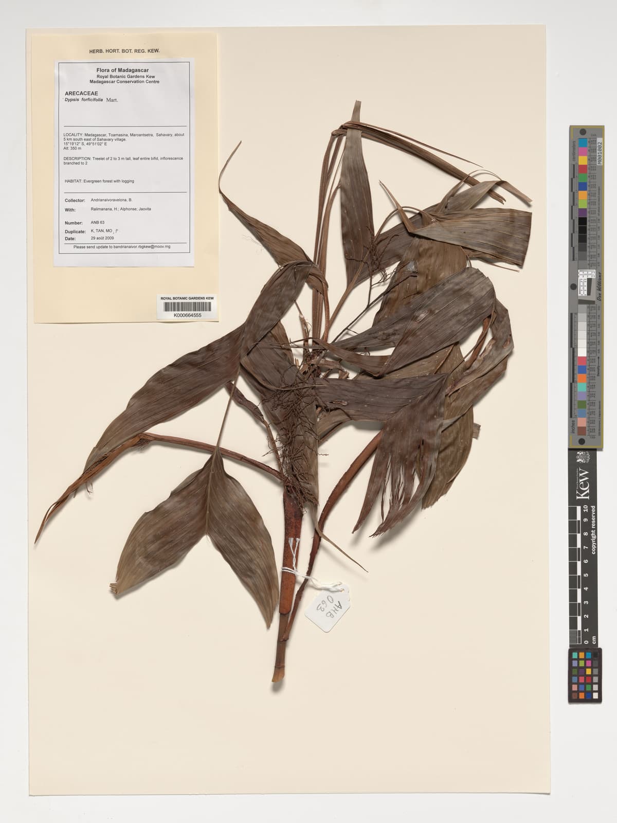 Botanical specimen of Dypsis Forficifolia.