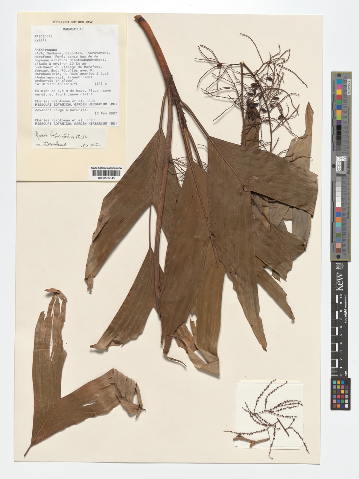 Botanical specimen of Dypsis Forficifolia.