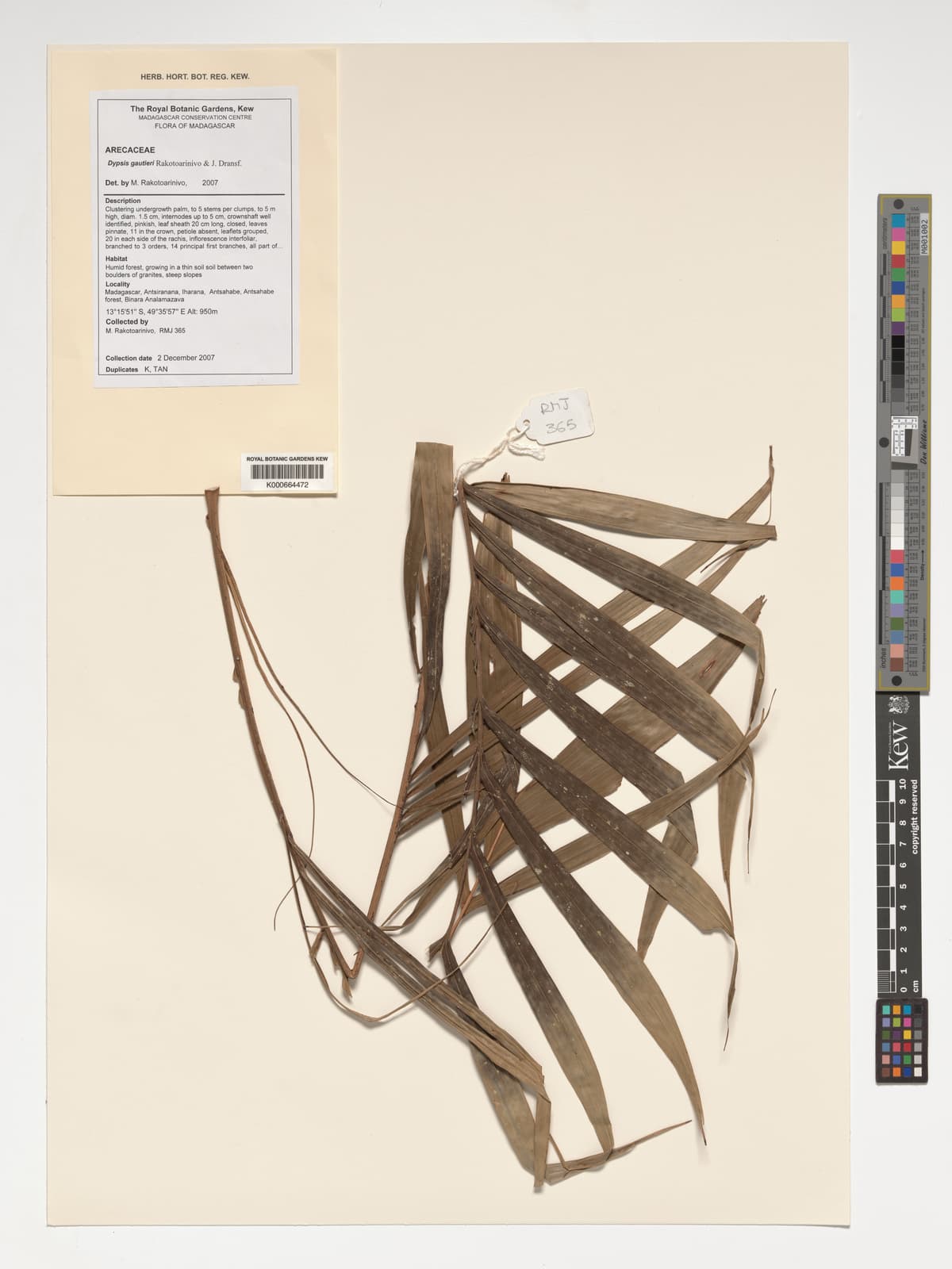 Botanical specimen of Dypsis Gautieri.
