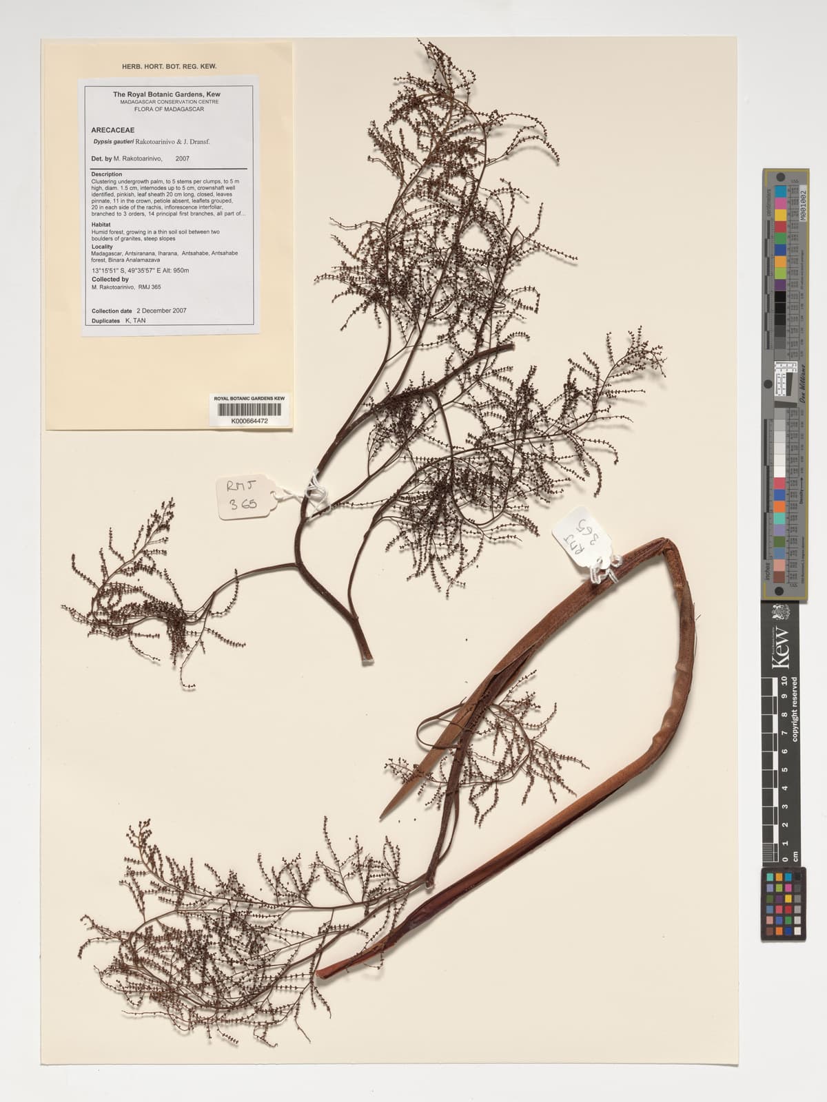 Botanical specimen of Dypsis Gautieri.